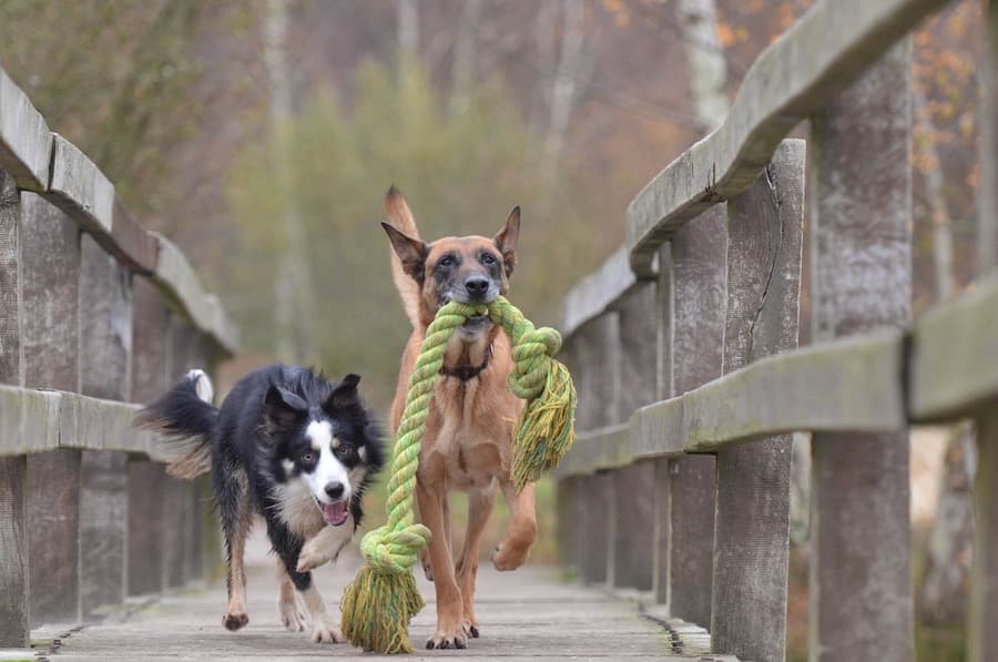 Estrategia 8: Fomenta la Socialización de tu Mascota