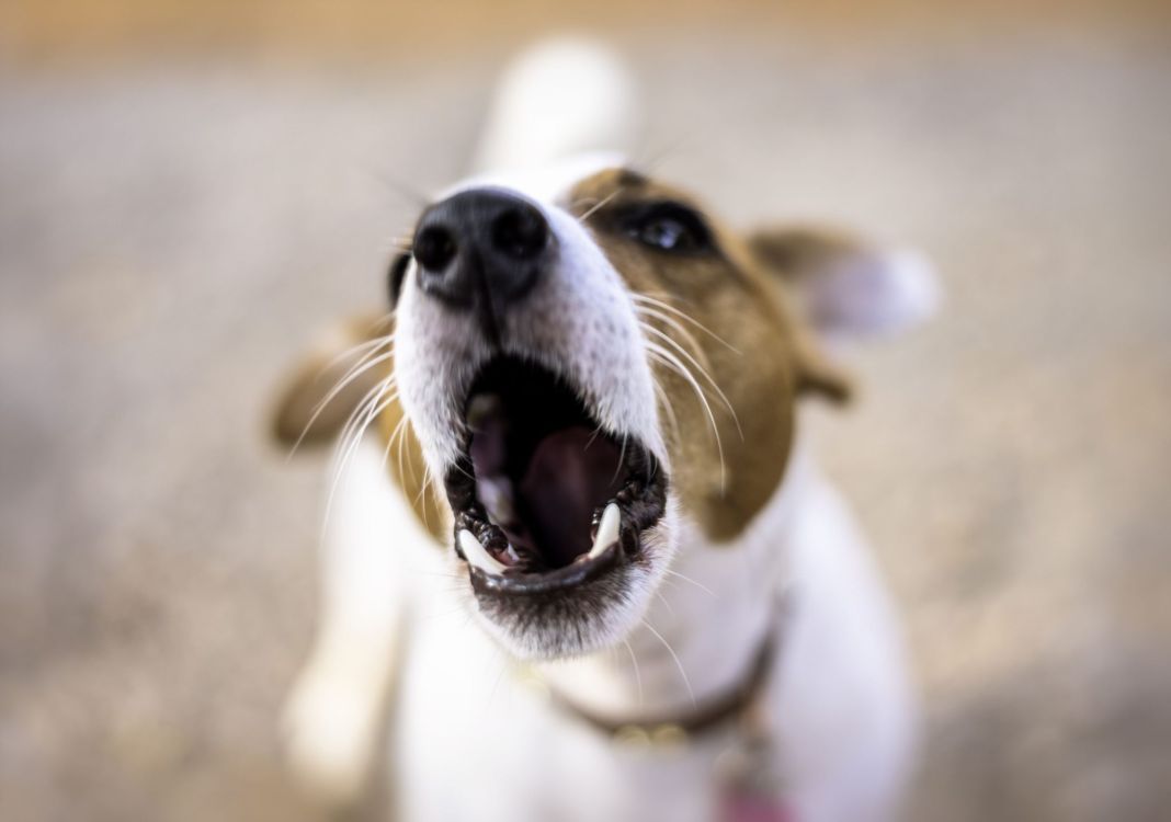 ¿Qué Causa la Agresividad en Mascotas?