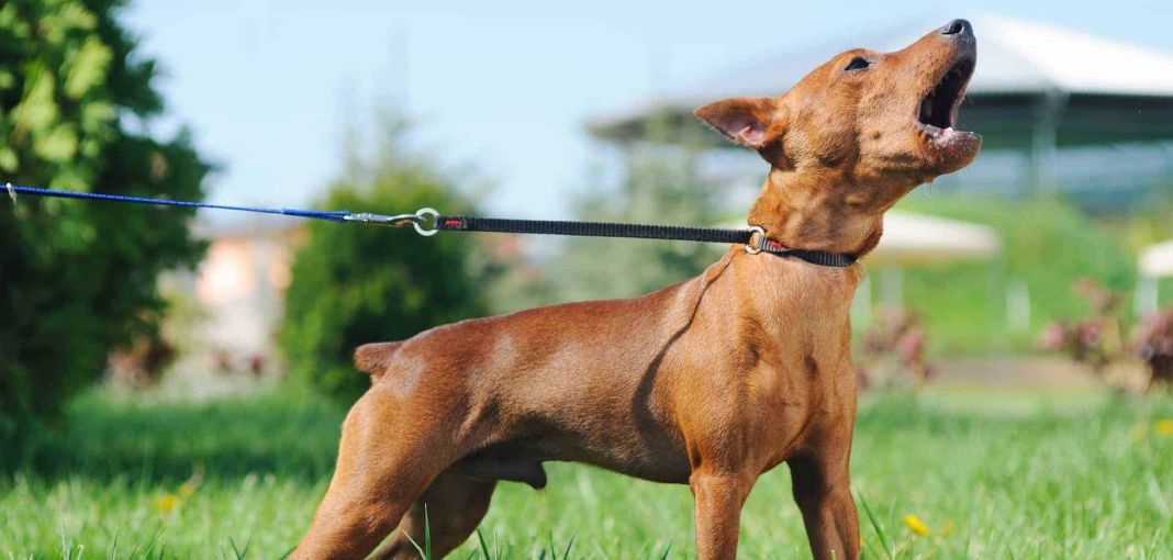 Alojamiento Seguro para Mascotas Agresivas