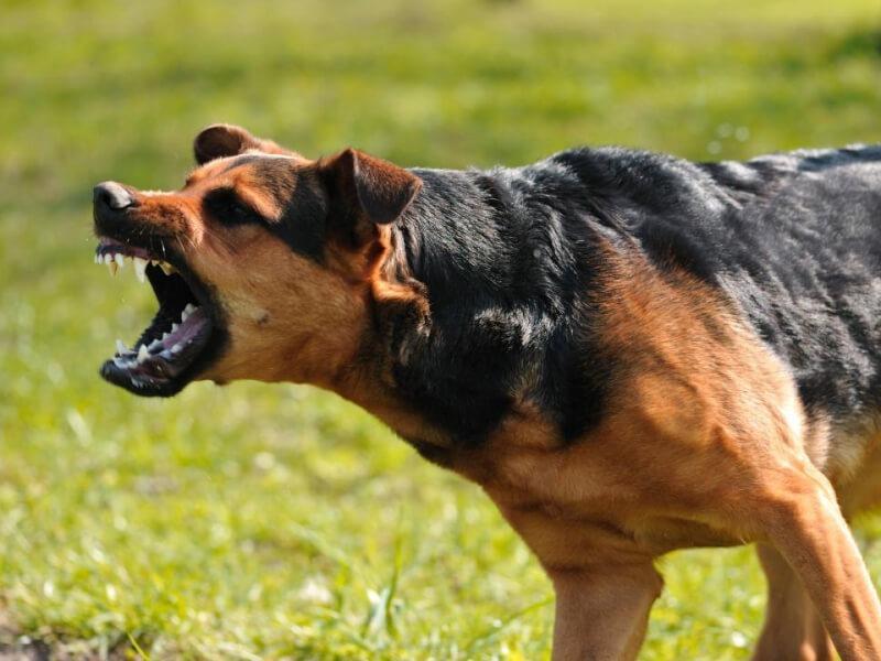 Tipos comunes de agresiones en perros