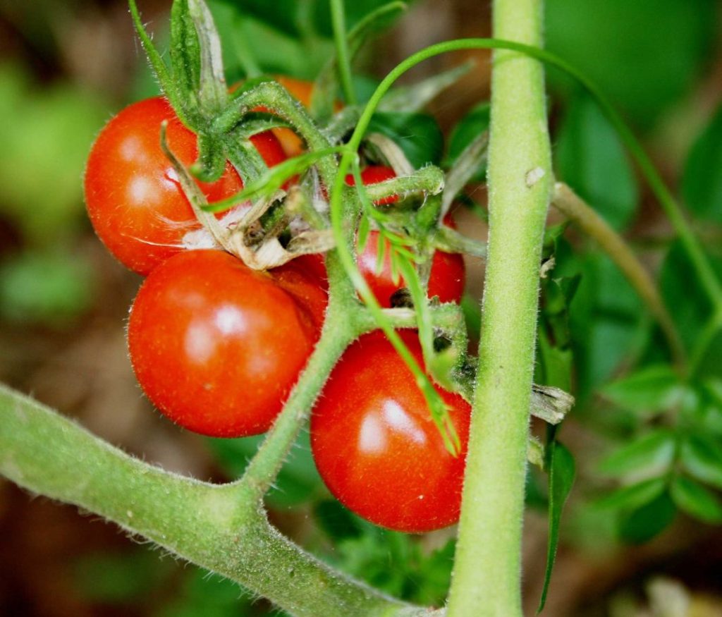 tomate hortelano Vida.es