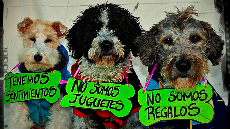 Adoptar en lugar de comprar