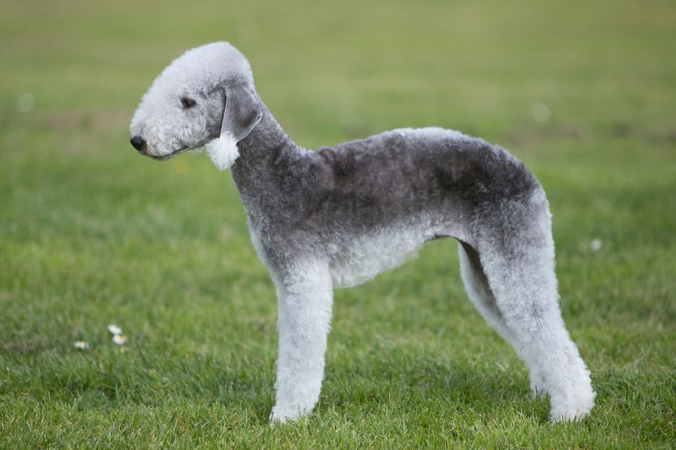 Bedlington Terrier