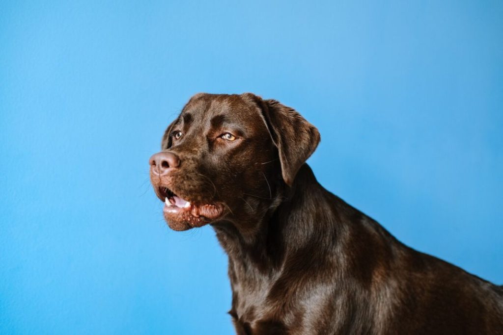Beneficios para la salud de los perros