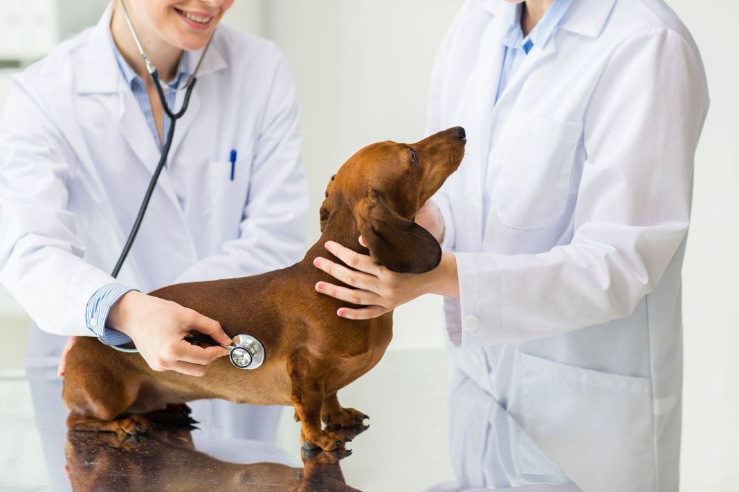 EL HUESO DE POLLO COCIDO: UN RIESGO PARA LA SALUD