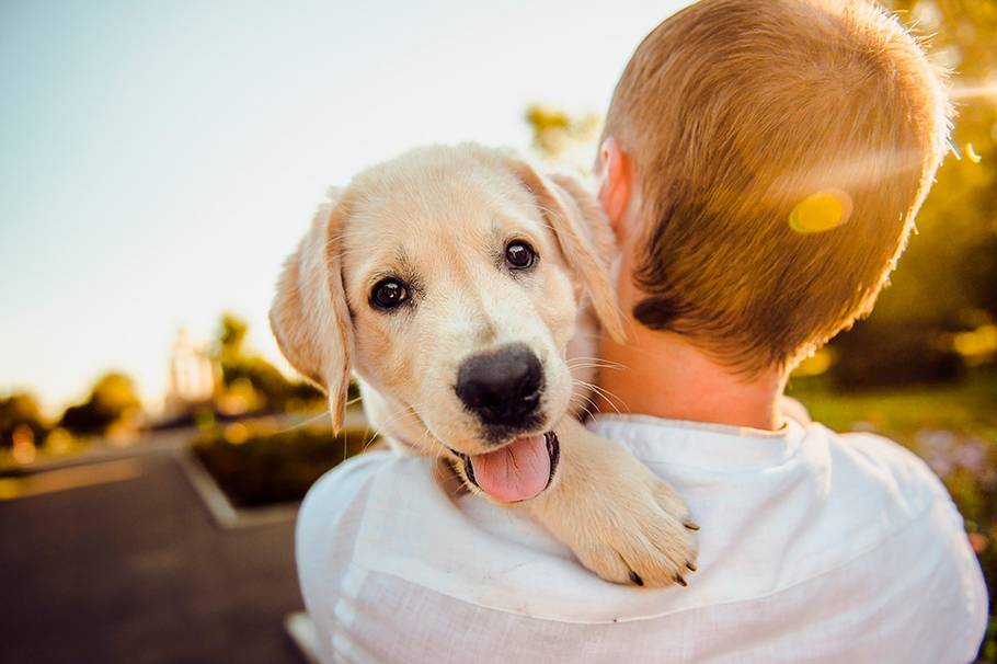 Experiencias personales de dueños de perros