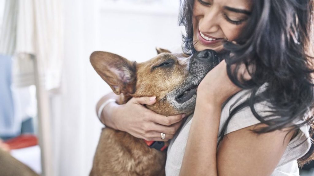 Los perros como compañeros de vida