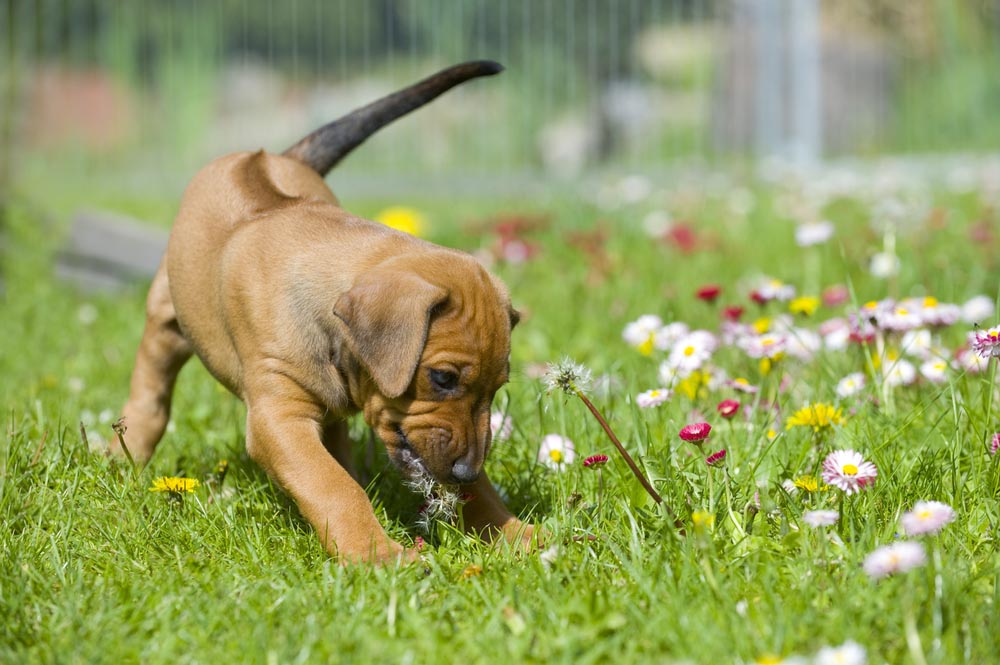 LOS ELEMENTOS CLAVE DE LA DIETA DE UN PERRO