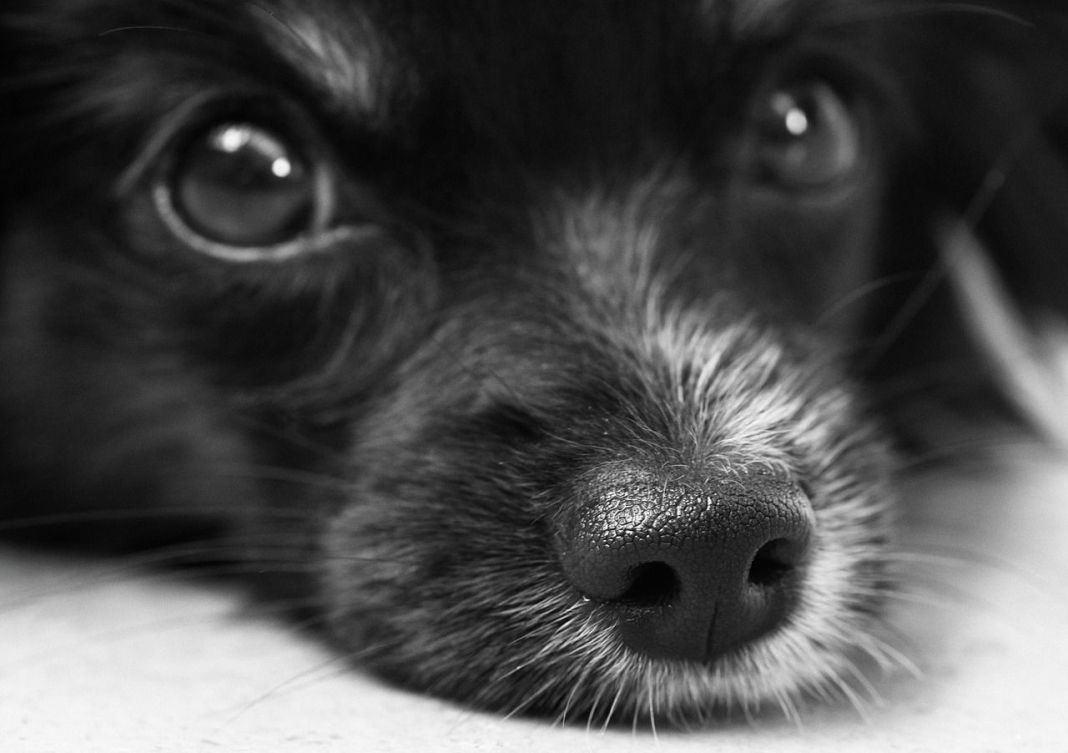 CAUSAS DE LA EPILEPSIA EN PERROS