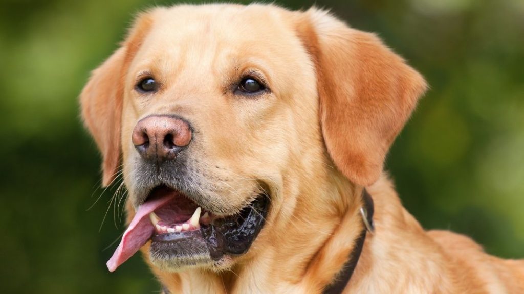 Testimonios de dueños de perros