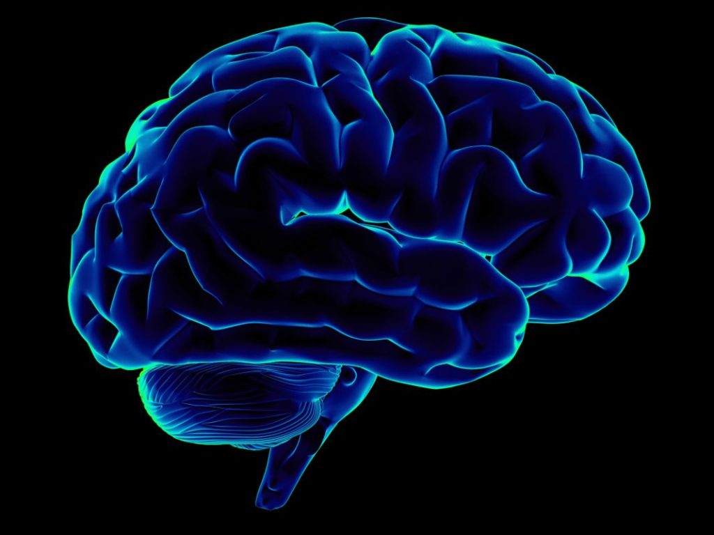 cerebro 1 Vida.es