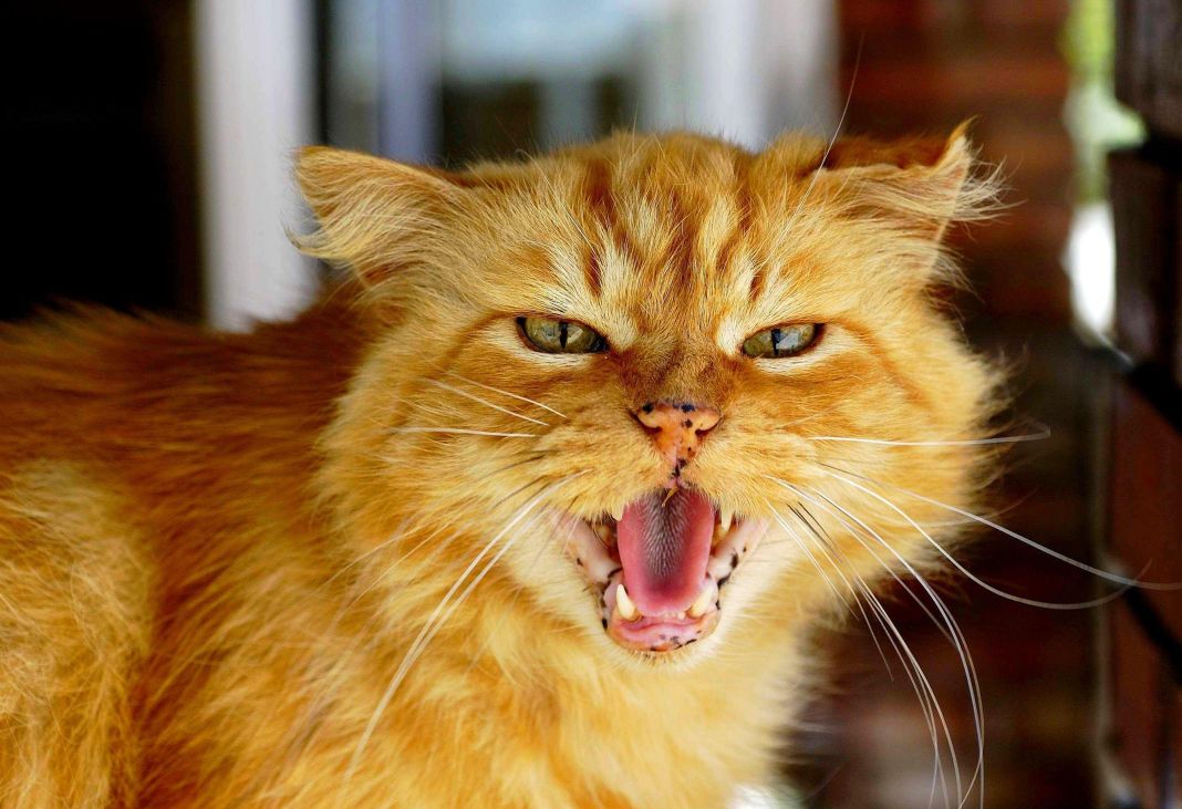 CONSIDERACIONES ÉTICAS Y BIENESTAR DEL GATO