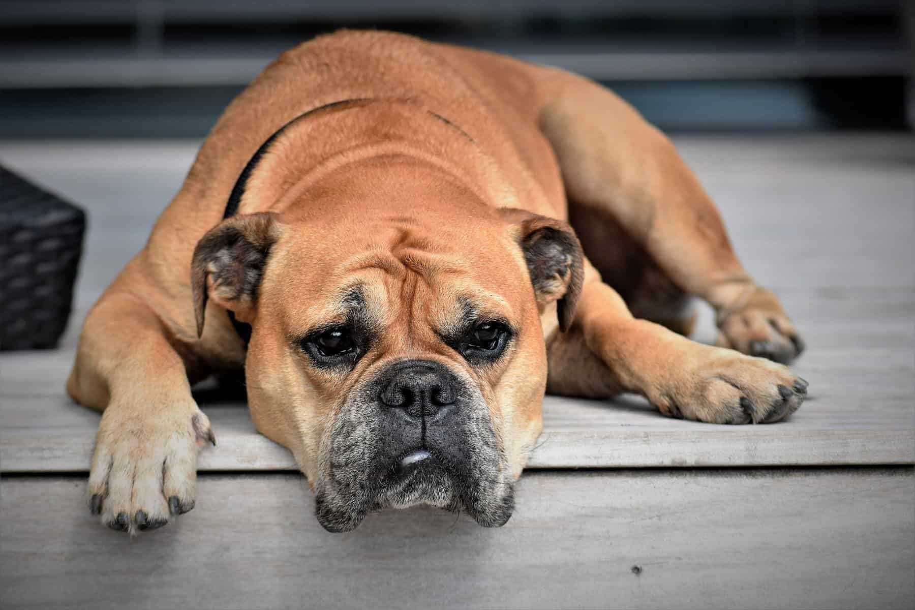 SOLUCIONES PARA LA PÉRDIDA DE PELO EN PERROS