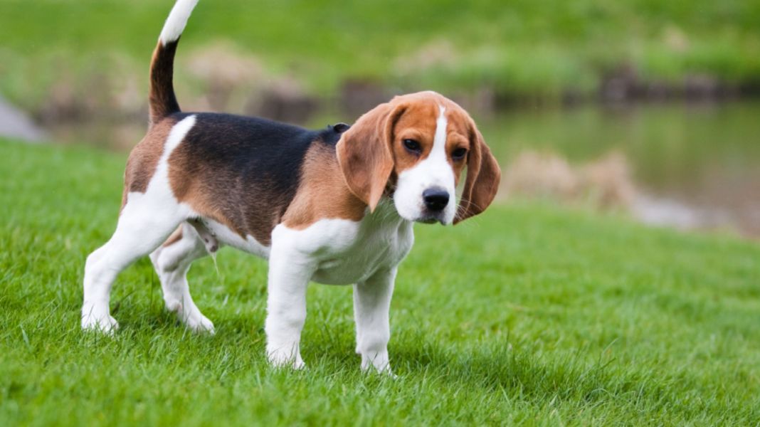 LA VITALIDAD DE LOS BEAGLES: 