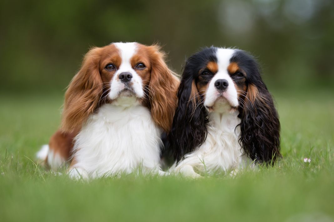 Cavalier King Charles Spaniel: Fieles y muy mimosos