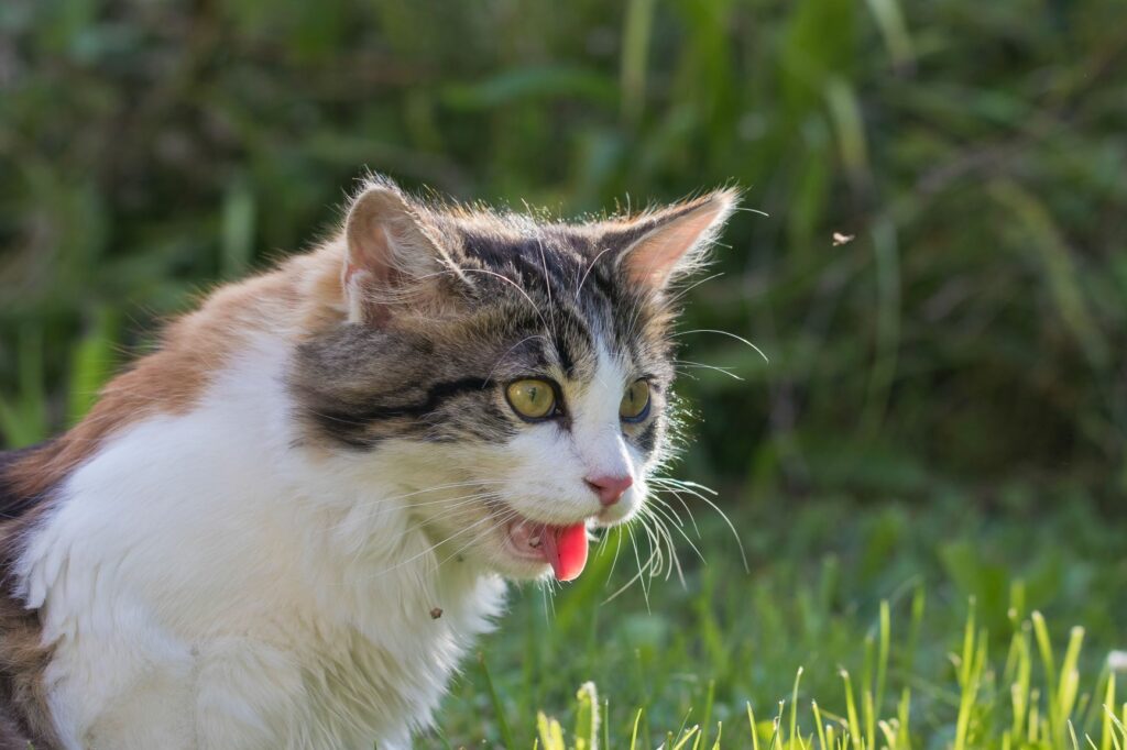 Cómo proteger a tu gato del frío en interiores
