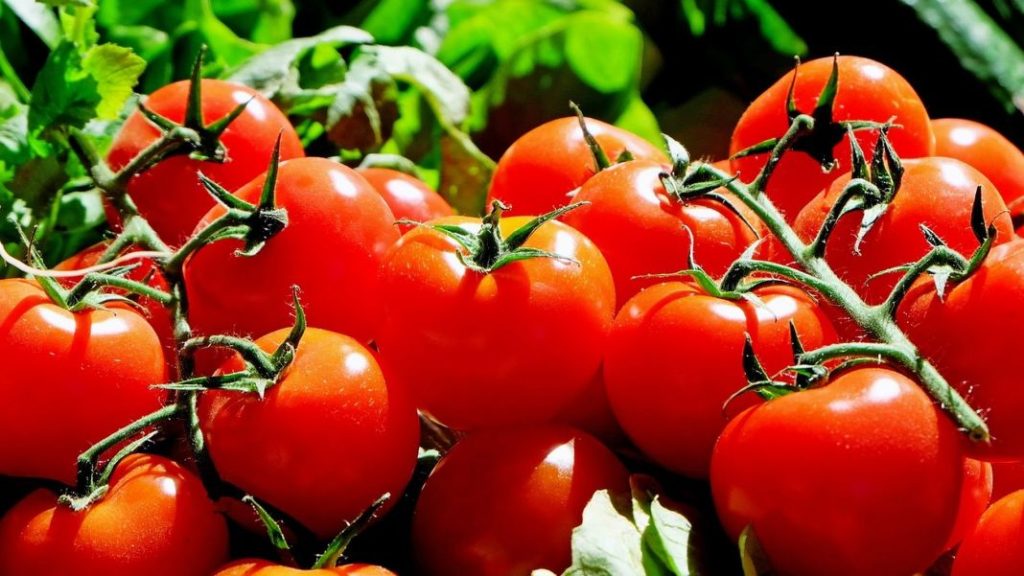 El tomate español