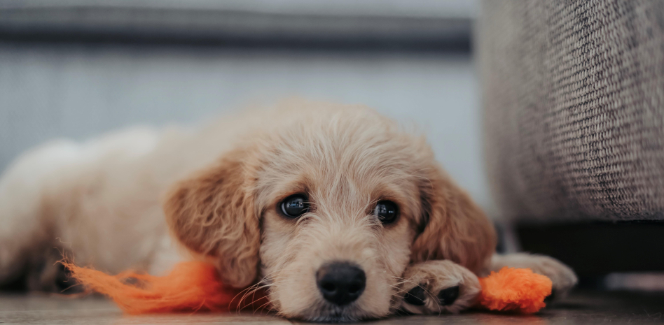 Evita el uso de fuegos artificiales o petardos