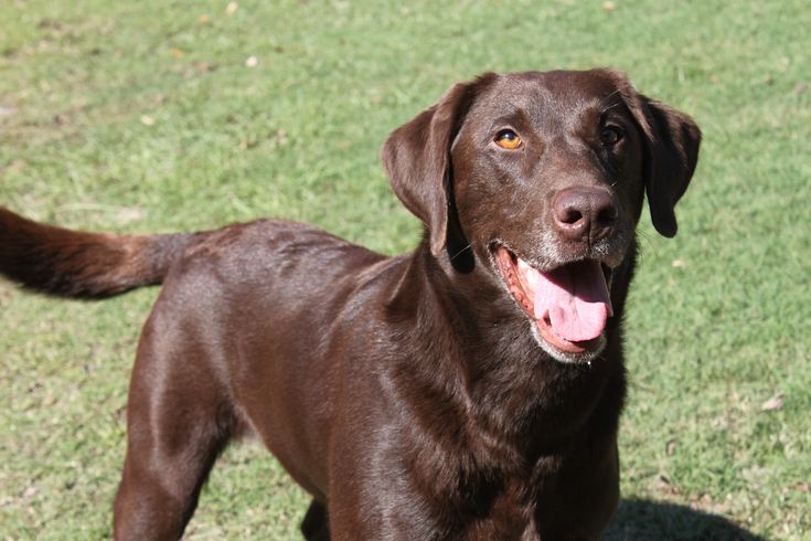 Perro Labrador Retriever: Un amigo inigualable
