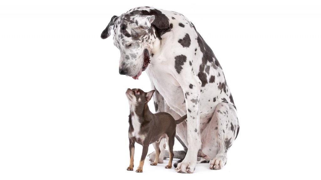 Los perros pequeños y sus desafíos de salud