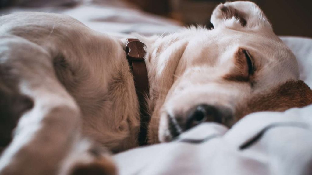 No la fuerces a interactuar