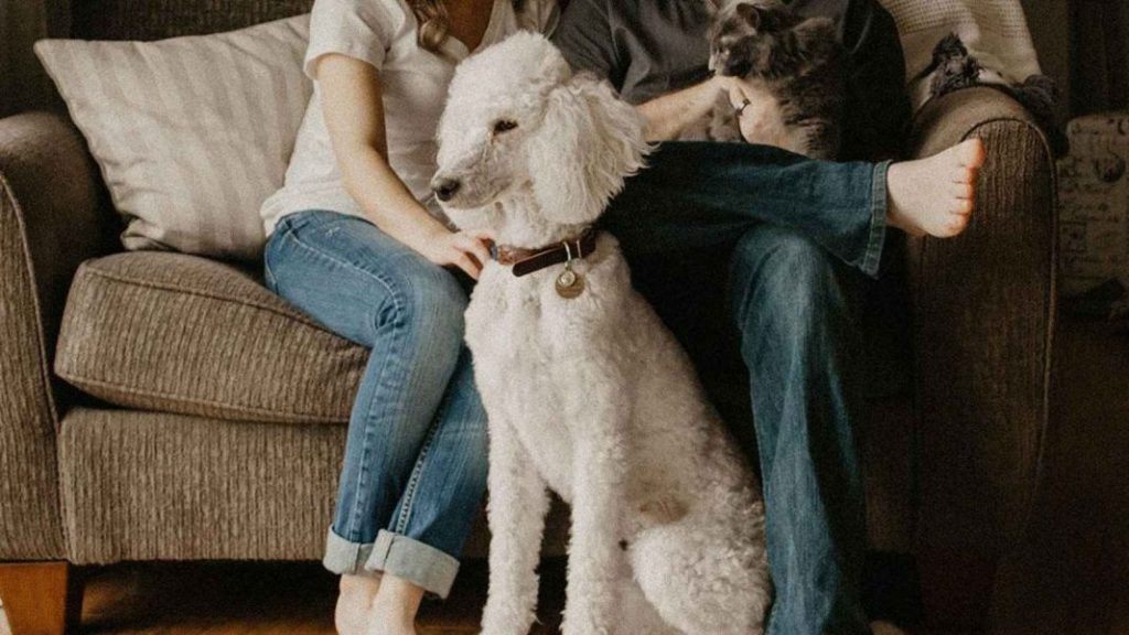 Proporciona distracciones auditivas