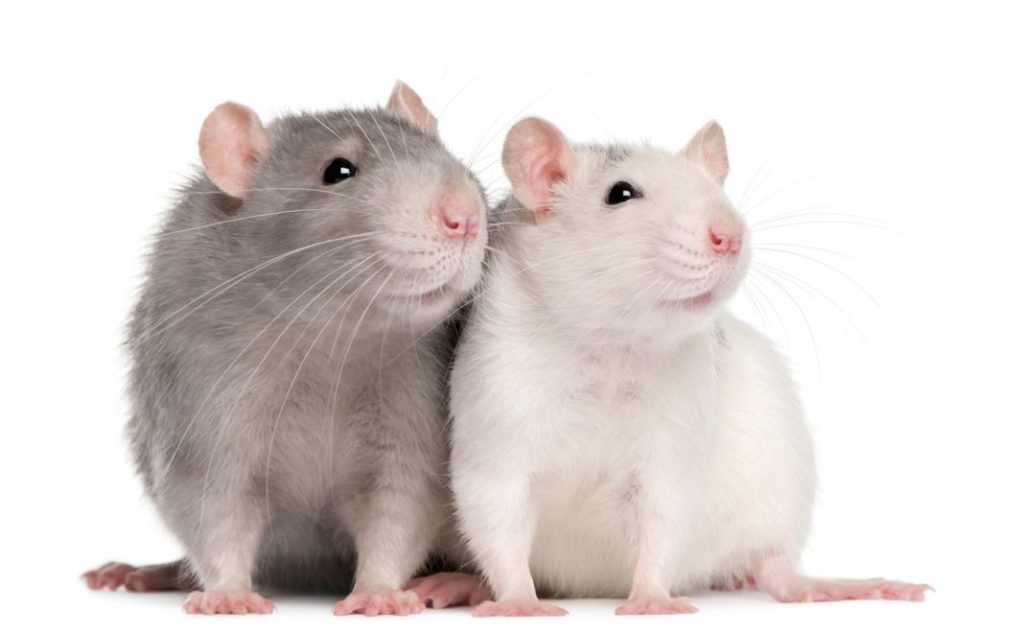 Ratones y ratas