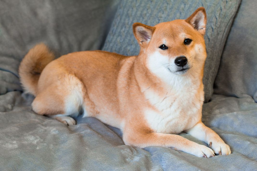 EL ESPÍRITU JOVEN DE LOS SHIBA INU: 