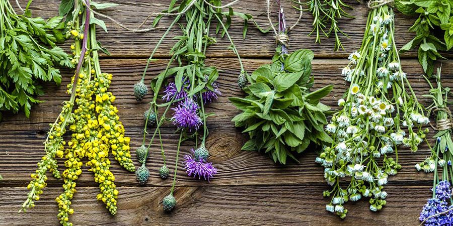 Terapia de hierbas medicinales