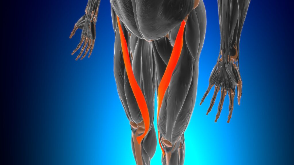 Ubicación y anatomía del músculo sartorio