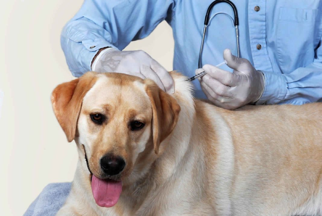 EL CUIDADO DENTAL EN PERROS DE EDAD AVANZADA