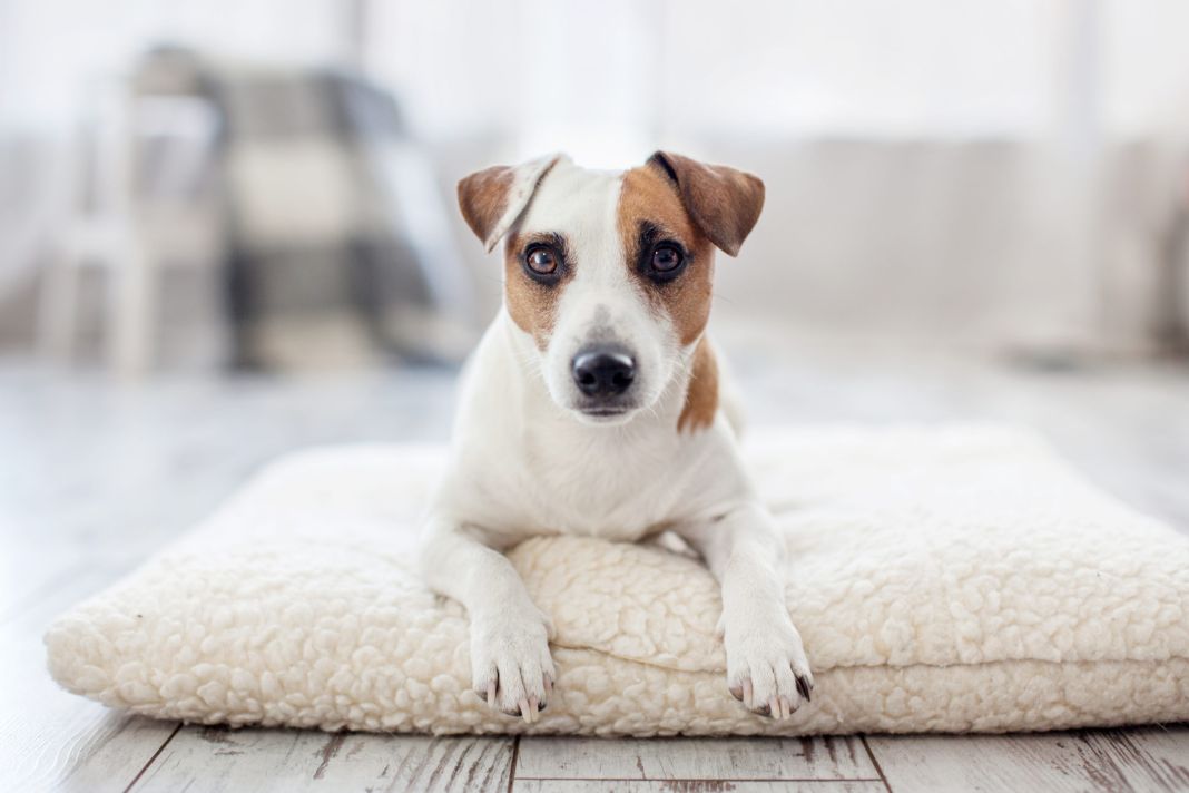 ADAPTACIÓN CANINA A BAJAS TEMPERATURAS