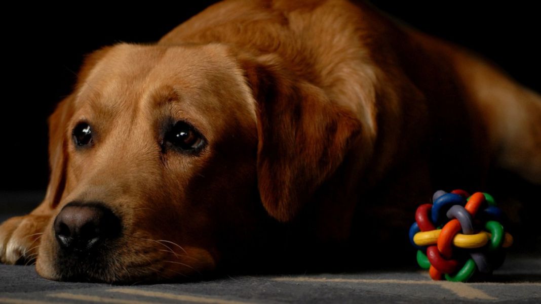 CÓMO TRATAR LA ANSIEDAD EN TU PERRO