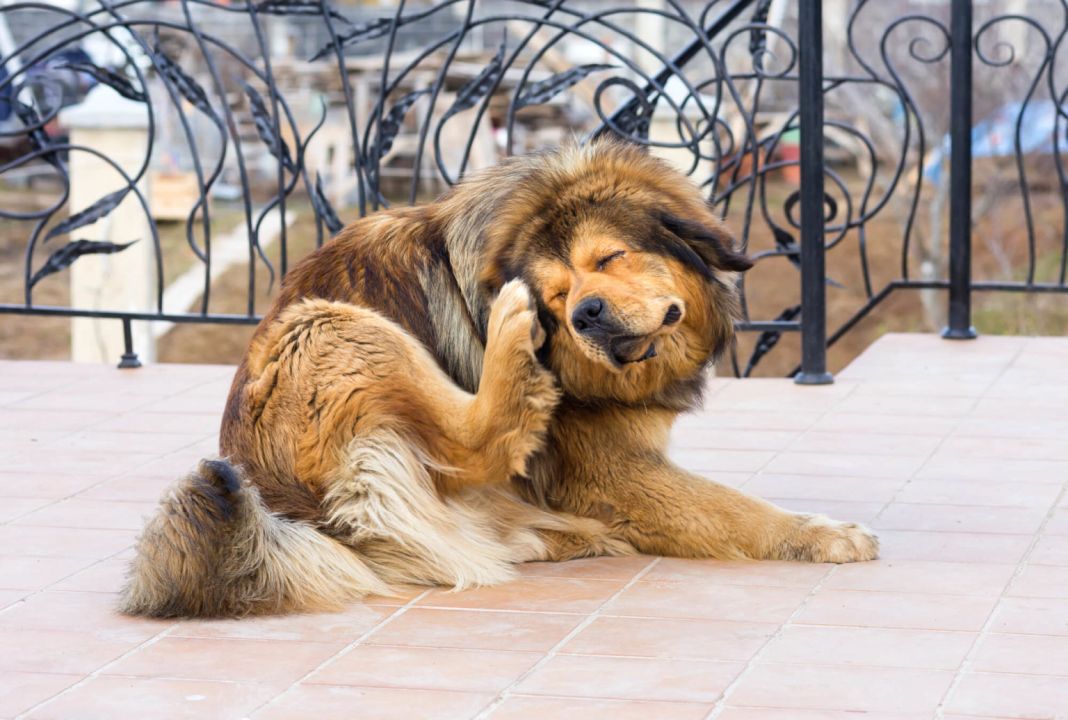 EL IMPACTO EN LA SALUD DE TU PERRO