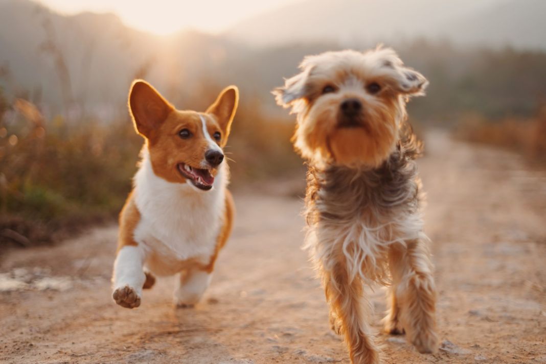 UNA BASE SÓLIDA PARA LA SALUD CANINA