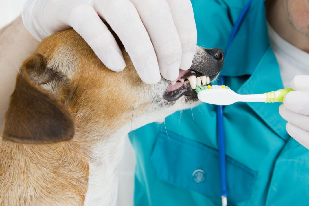CUIDADO DENTAL REGULAR