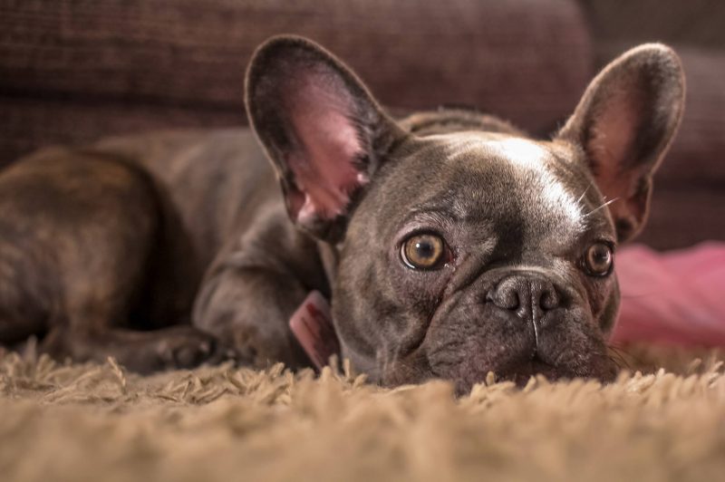 LA CALMA DEL BULLDOG FRANCÉS