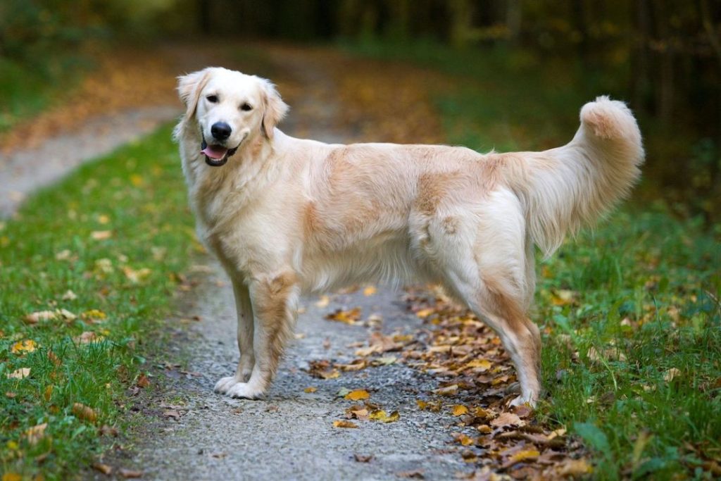 LA EMPATÍA DEL GOLDEN RETRIEVER