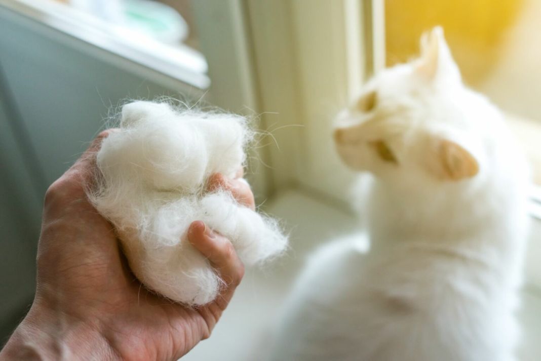 BOLA DE PELO: ENTENDIENDO EL AUTOLAVADO FELINO
