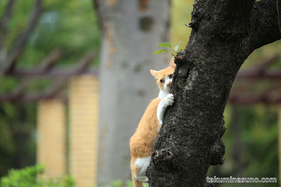 DE LA TEORÍA A LA PRÁCTICA: IDEAS CREATIVAS PARA MANTENER A TU GATO EN FORMA