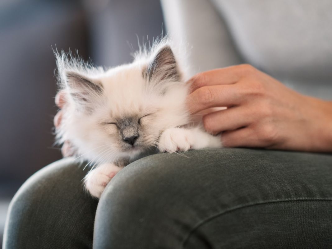 EL VÍNCULO HUMANO-FELINO: EL IMPACTO EN LA DINÁMICA SOCIAL 