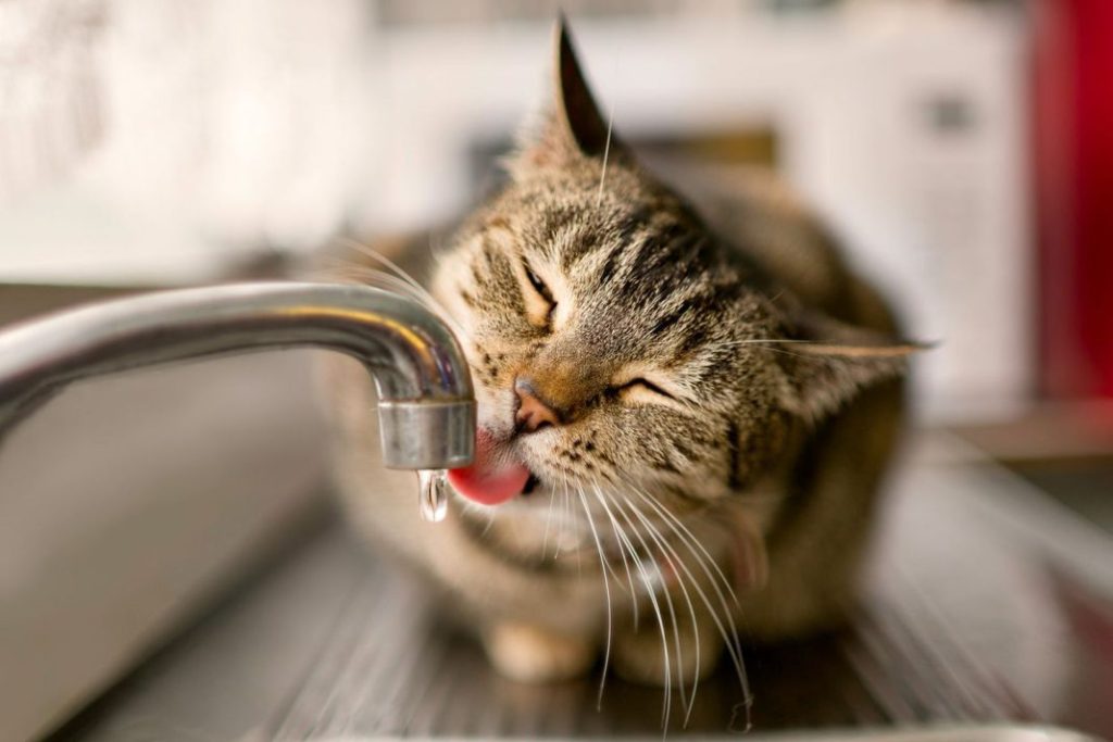 COMPRENDIENDO LA HIDRATACIÓN FELINA