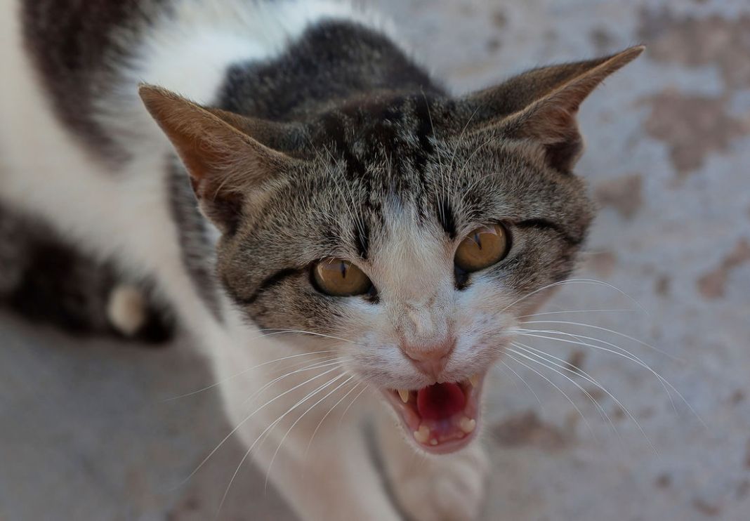 IDENTIFICANDO LA ANSIEDAD FELINA