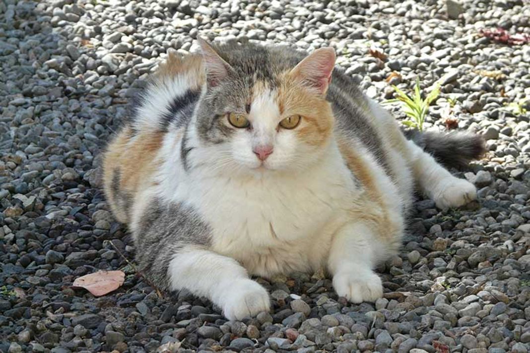 LOS RIESGOS DE UN GATO CON SOBREPESO