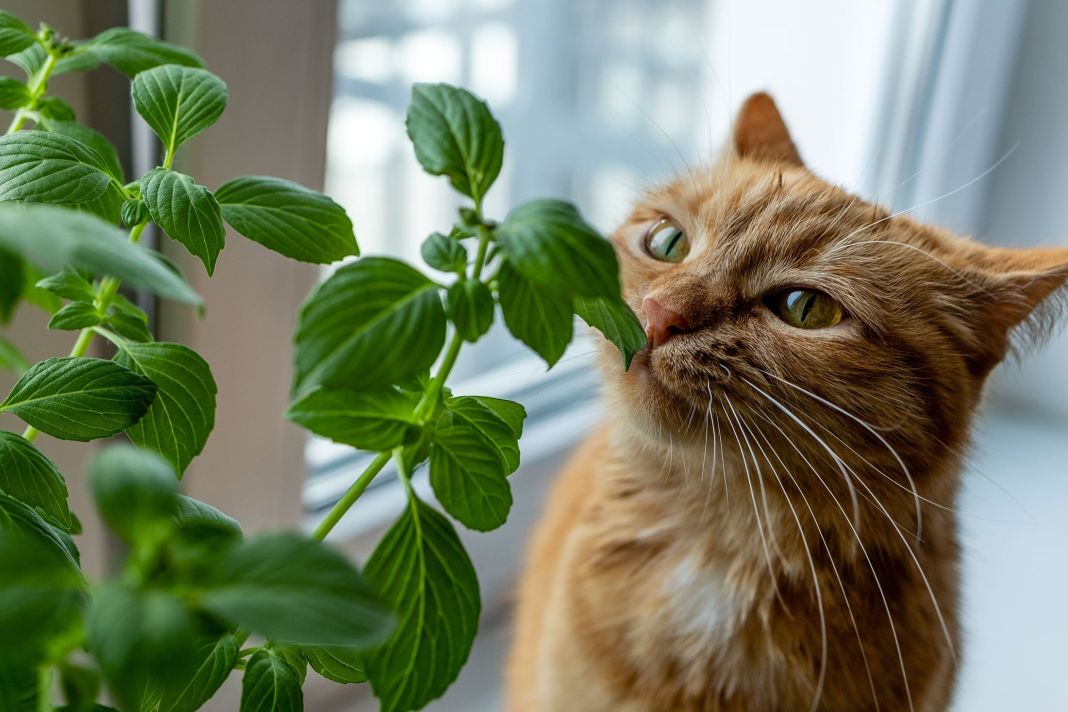 CONOCIENDO LA NATURALEZA DE NUESTRO GATO