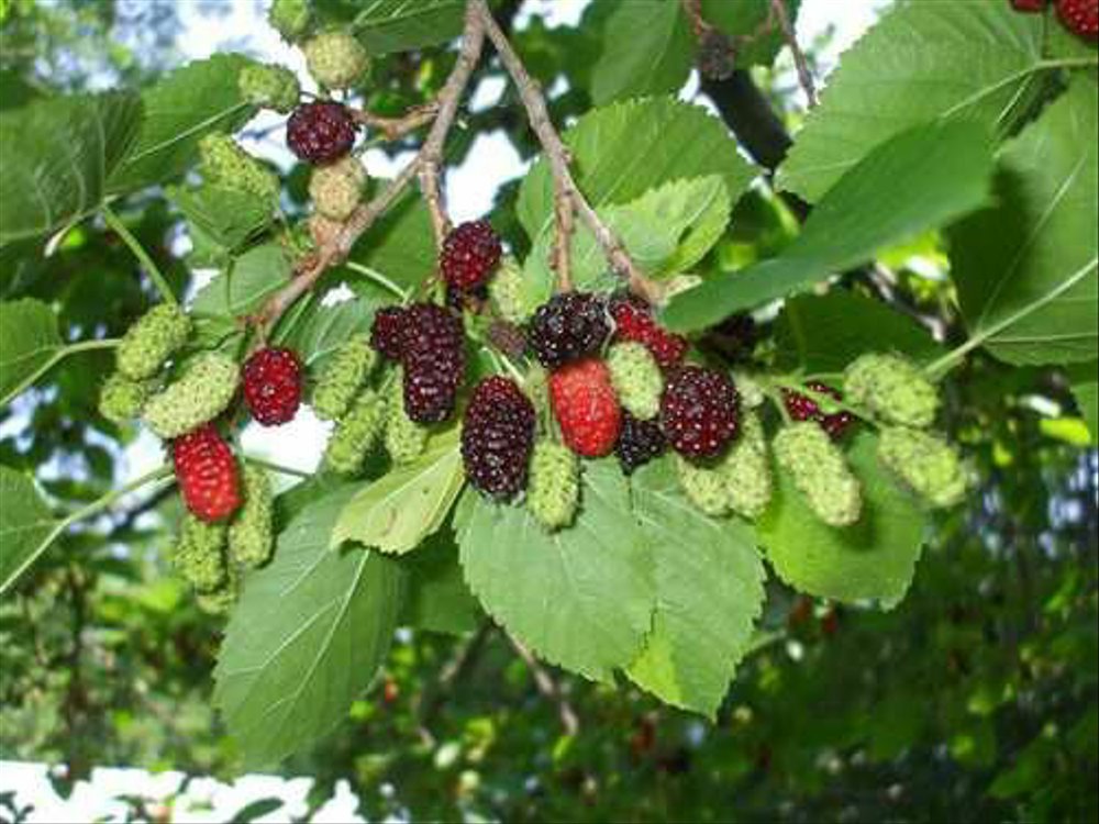 UNA FUENTE DE VITAMINAS Y MINERALES