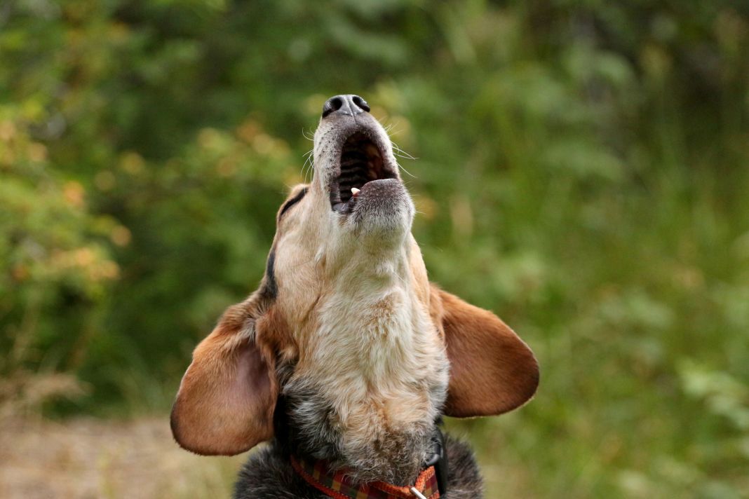 PERROS: ENTENDIENDO LA ANSIEDAD CANINA