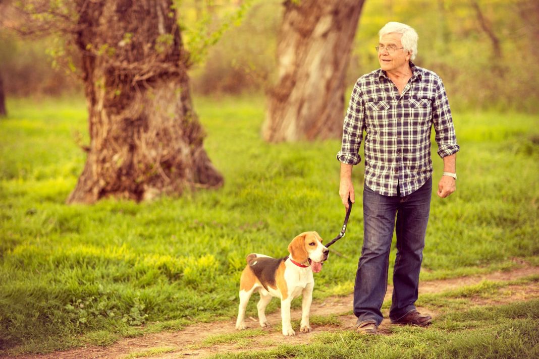 PASEOS Y SALUD CANINA: MÁS QUE UN SIMPLE TRÁMITE