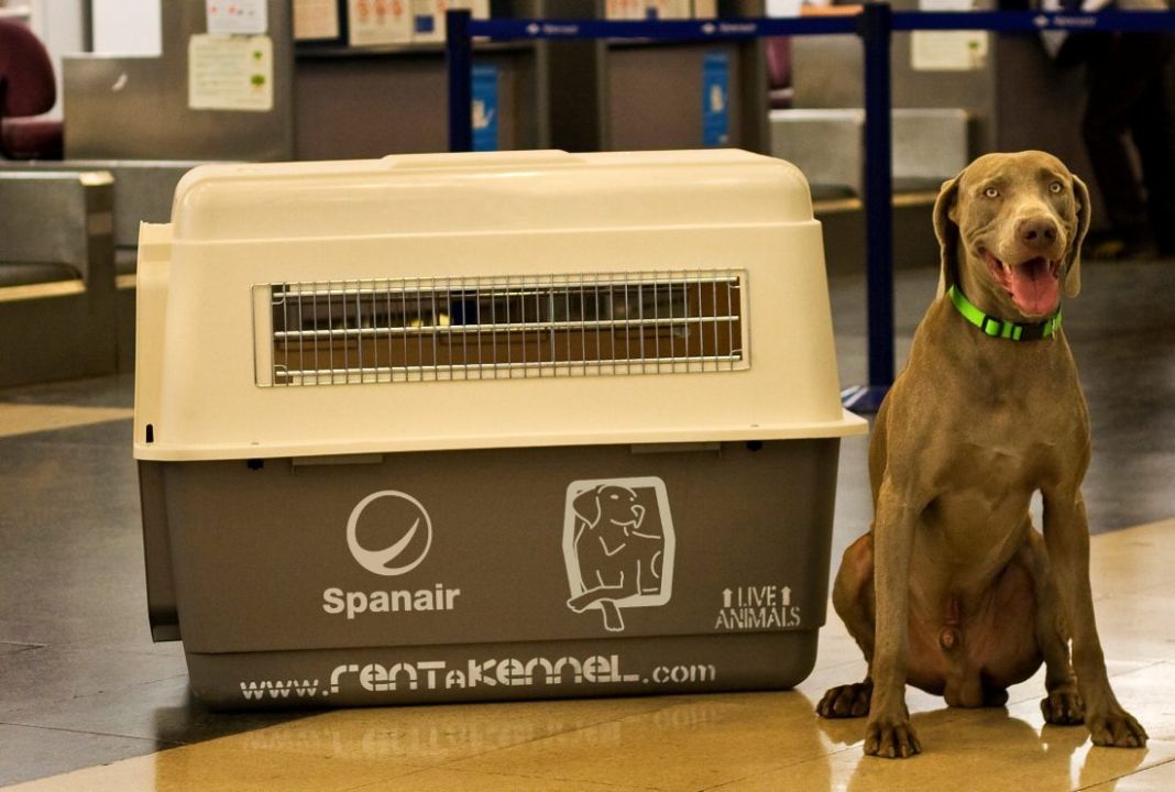 CONCLUSIÓN: UN VIAJE INOLVIDABLE JUNTO A NUESTRAS MASCOTAS