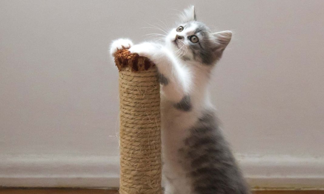 UN HOGAR FELINO QUE RESPETA LOS INSTINTOS